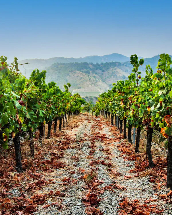 agriculture, plantation, vineyard, hill station, grape leaves, field