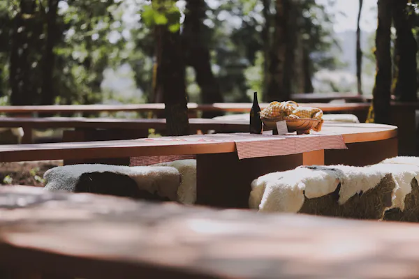 wood, furniture, trunk, forest, sunlight, woody plant
