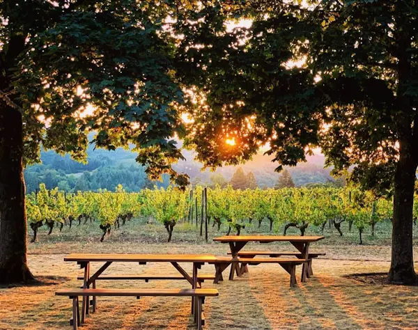 furniture, plant, outdoor bench, table, natural landscape, nature