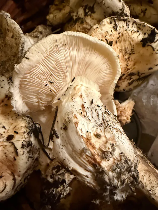 fungus, mushroom, ingredient, close-up, edible mushroom, pleurotus eryngii