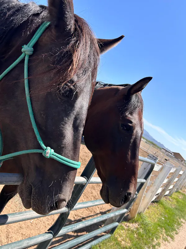horse, sky, vertebrate, working animal, liver, mammal