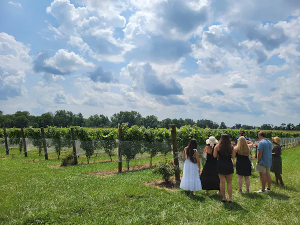 agriculture, plain, land lot, plantation, field, vineyard