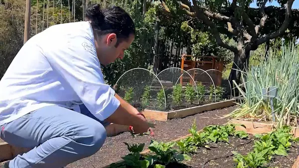 plants, garden, farmworker, plantation, soil, agriculture
