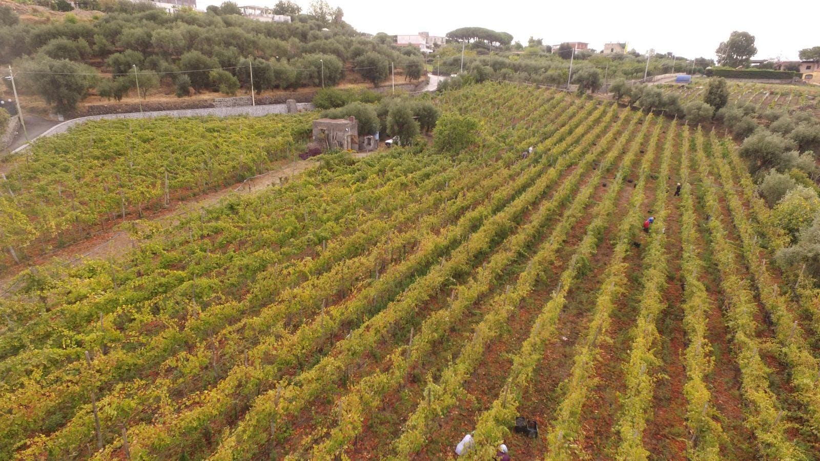 Fuocomuorto Winery