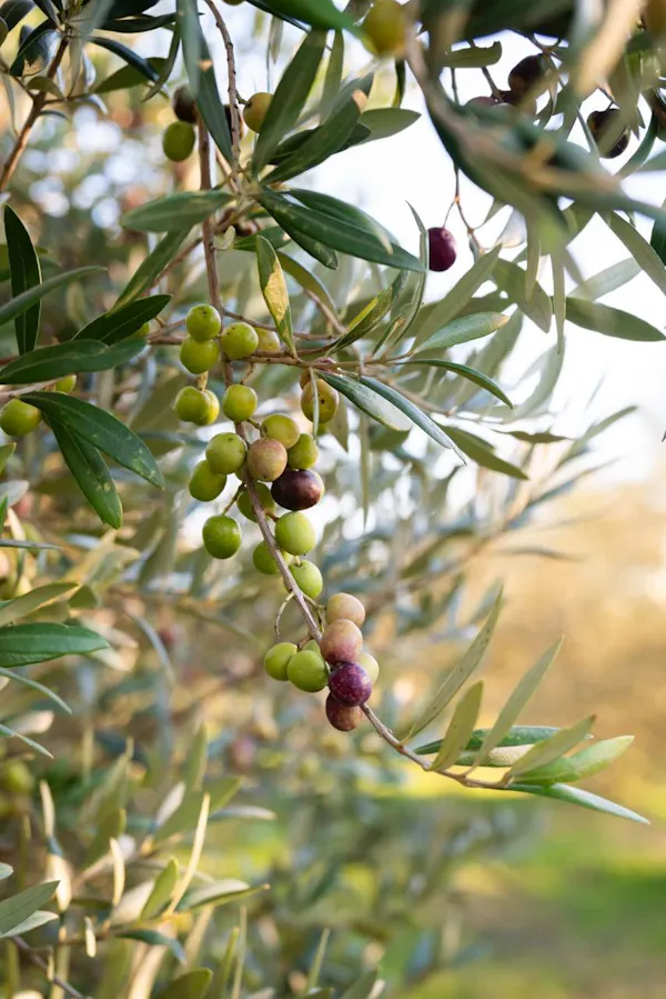 fruit tree, produce, ingredient, fruit, food, olive