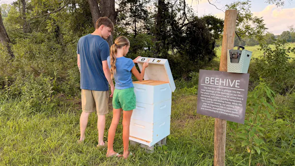 leisure, apiary, beehive, wood stain