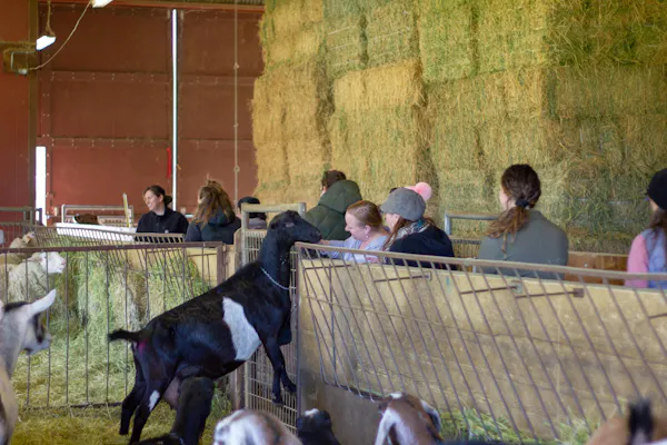 social group, community, working animal, livestock, event, crowd