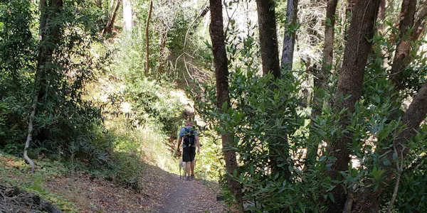 plant, plant community, people in nature, tree, natural landscape, terrestrial plant