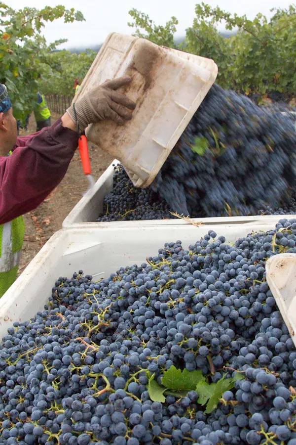 fruit, food, agriculture, produce, grapes, grape