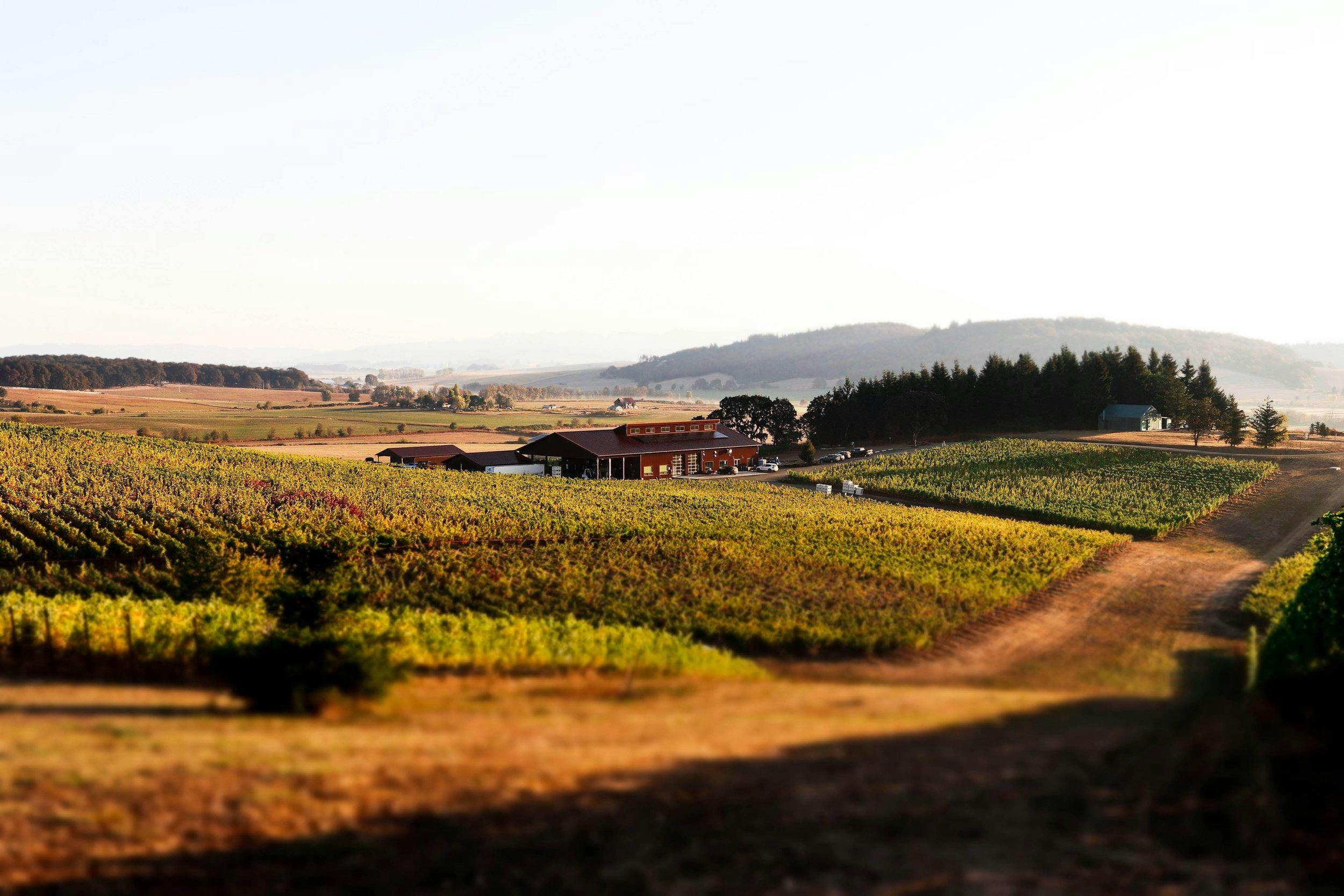 Andante Vineyard