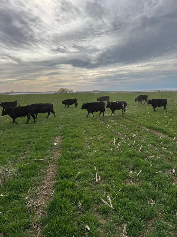 sky, grassland, pasture, bovinae, cloud, ecoregion