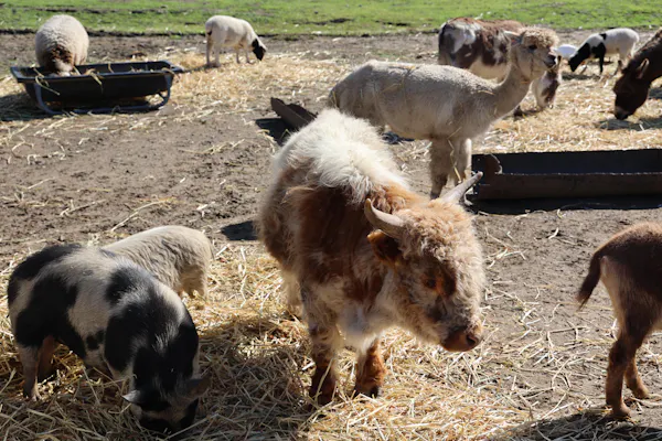 bovinae, terrestrial animal, fur, livestock, snout, herd