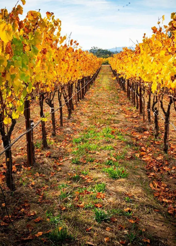 yellow, agriculture, plantation, vineyard, field, autumn