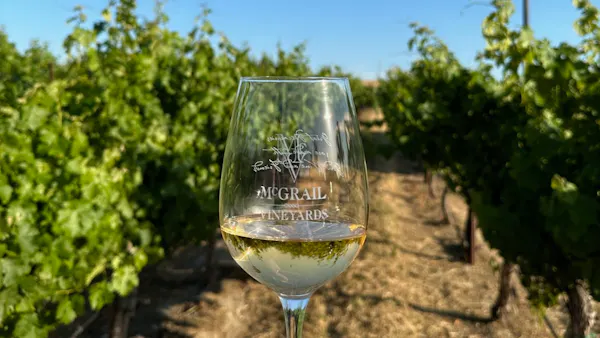 stemware, champagne glass, wine glass, alcoholic drink, barware, agriculture