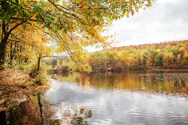 natural landscape, nature, reflection, body of water, tree, water