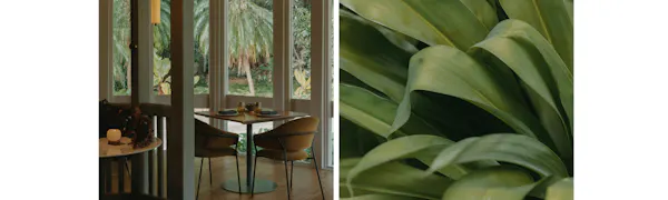 houseplant, design
