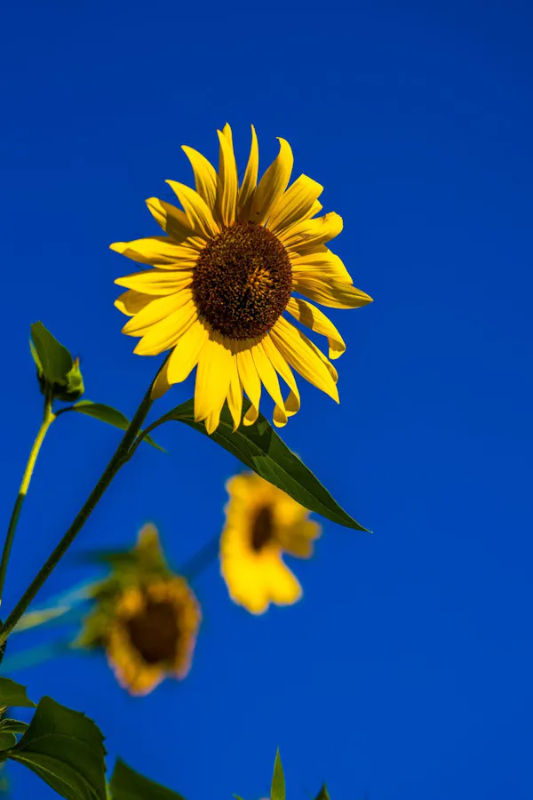 flower, blue, petal, yellow, green, common sunflower