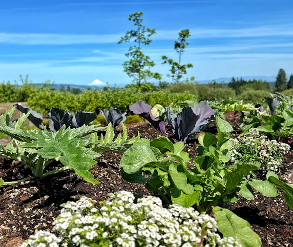 green, leaf vegetable, groundcover, agriculture, garden, plantation
