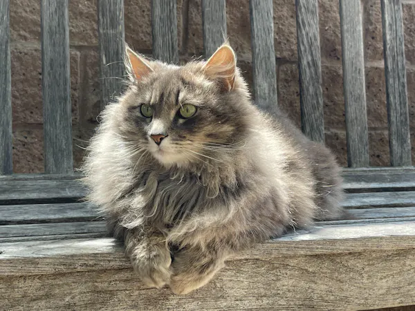 cat, felidae, felinae, carnivores, vertebrate, whiskers