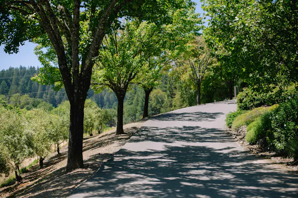 plant, natural landscape, tree, road surface, shade, asphalt