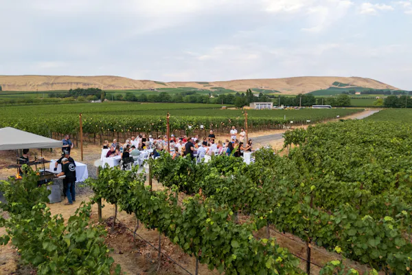 agriculture, plantation, vineyard, winery, grapes, field
