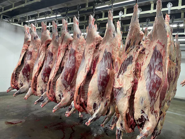 meat, red meat, flesh, animal product, animal fat, lamb and mutton