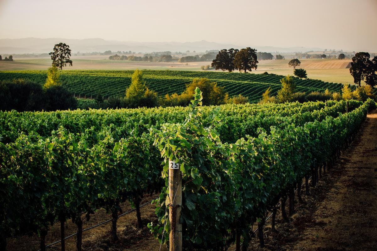 Johan Vineyards