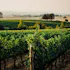 Johan Vineyards