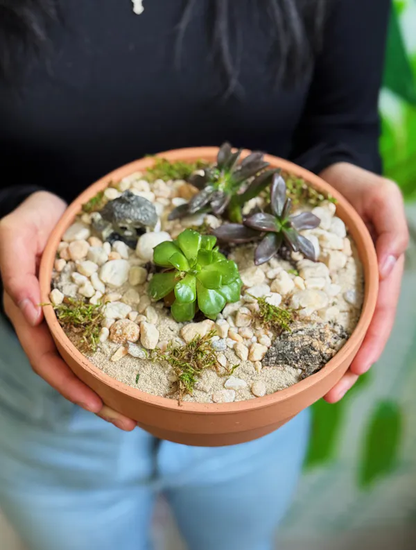 flowerpot, houseplant, succulent plant, stonecrops