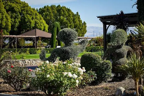 green, plants, garden, shrub, plant community, groundcover