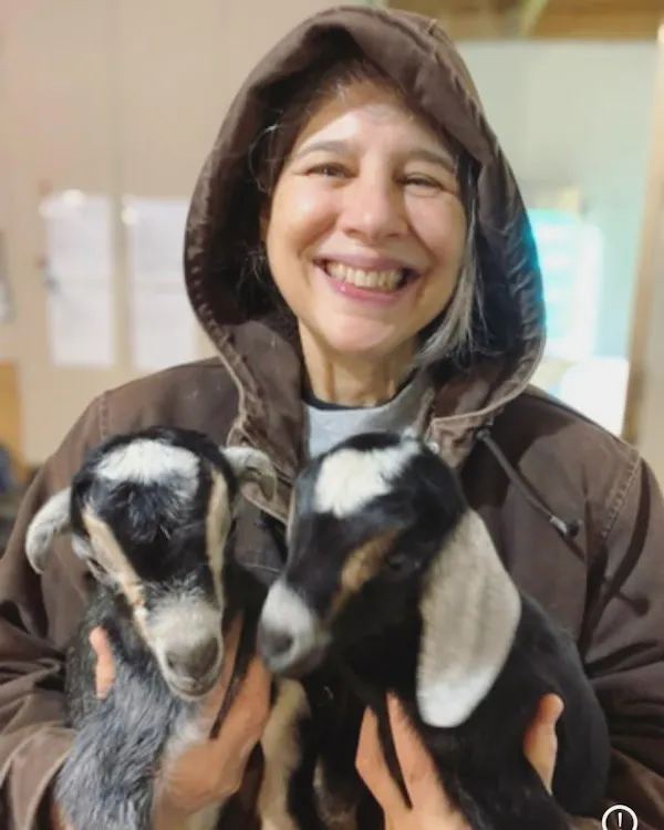 goats, goat, smile, livestock, caprinae, fur
