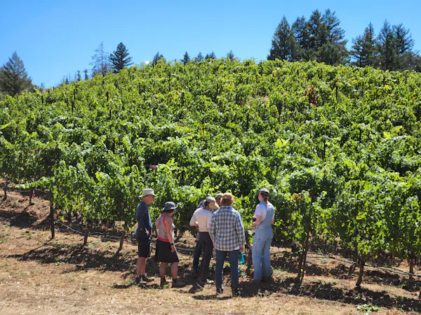agriculture, plantation, vineyard, field, crop, soil