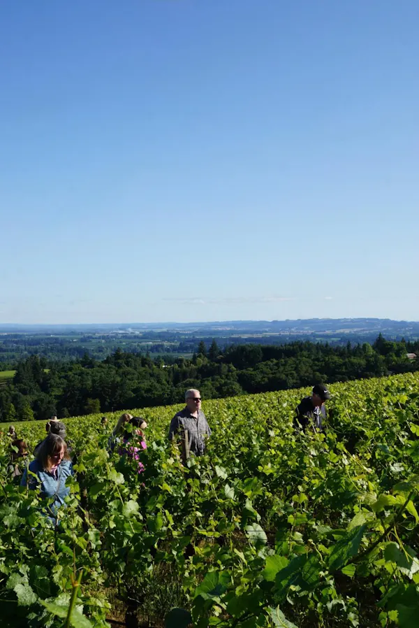green, agriculture, plantation, field, vineyard, crop