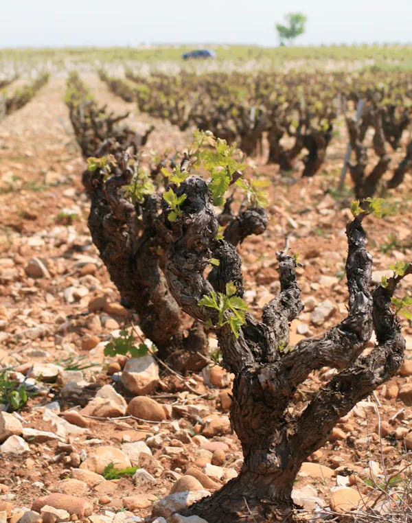 agriculture, soil, plantation, grapevines