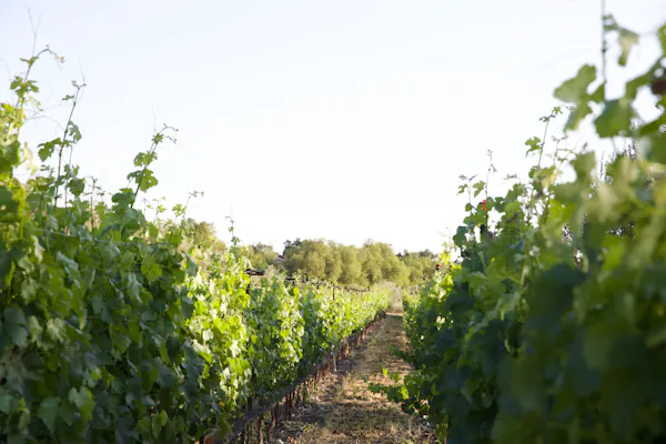 green, agriculture, summer, plantation, vineyard, grape leaves