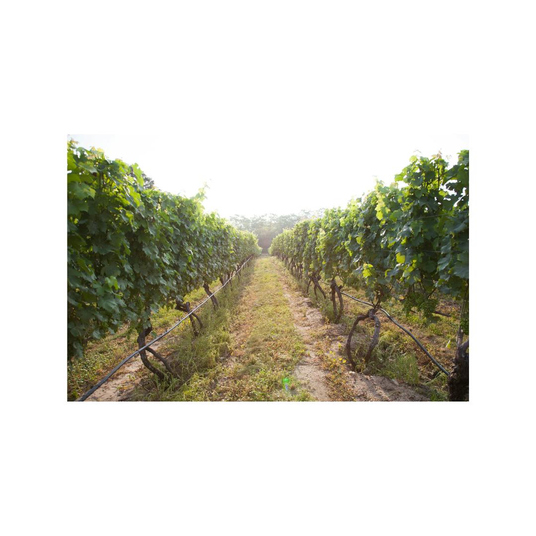 Truro Vineyards