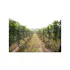 Truro Vineyards