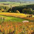 Roshni Vineyard