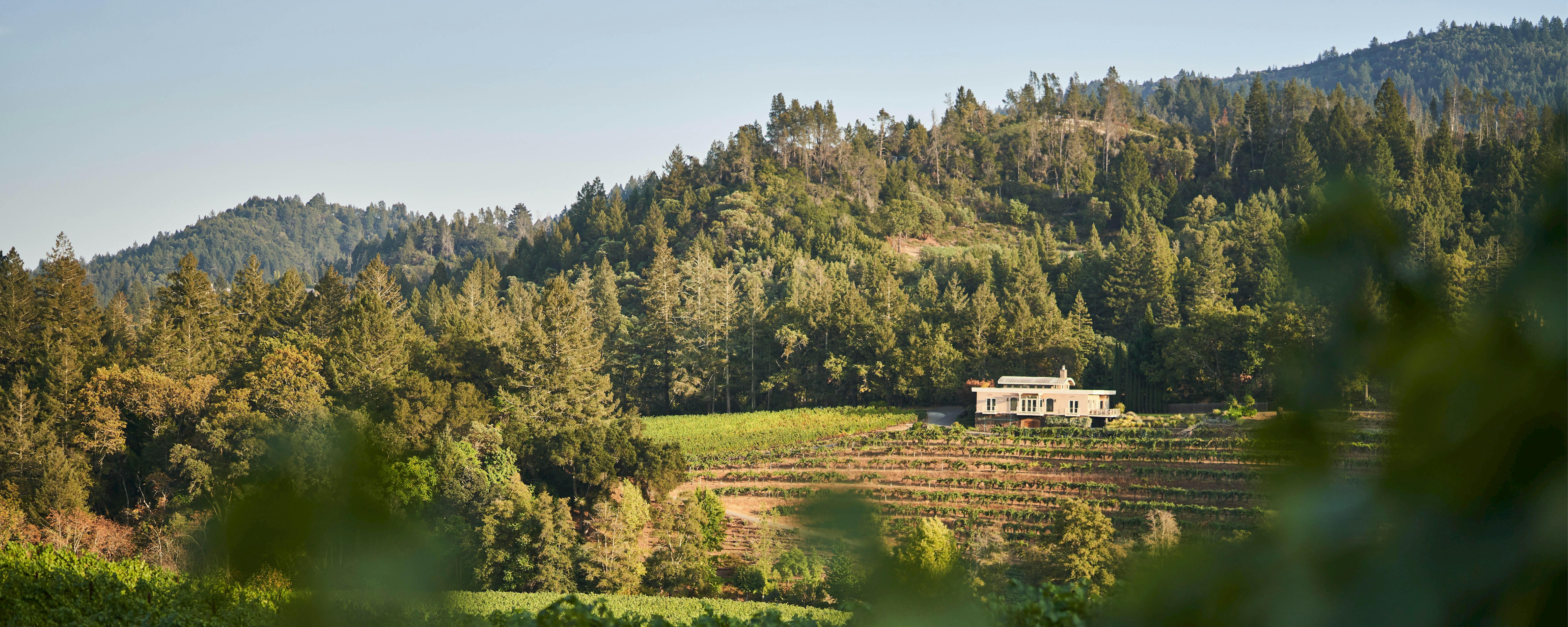 Diamond Creek Vineyards