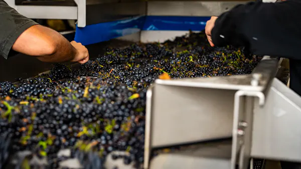 produce, grapes, fruit, food, grape, winery