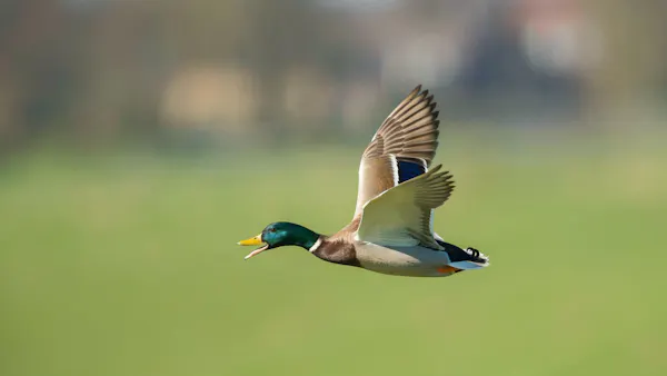 bird, beak, vertebrate, yellow, mallard, wing