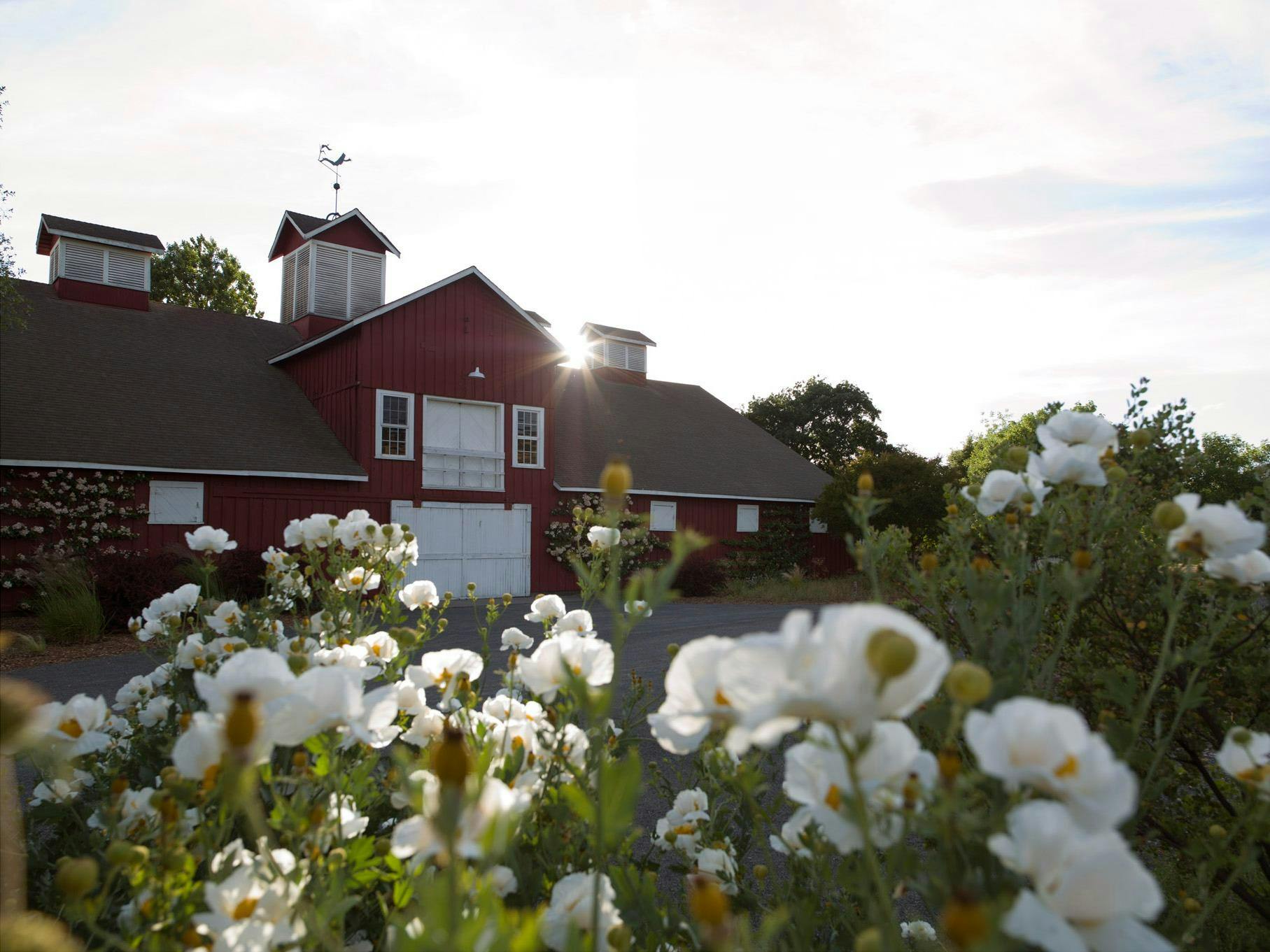 Frog's Leap Winery