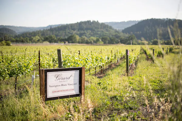 agriculture, plantation, vineyard, farm