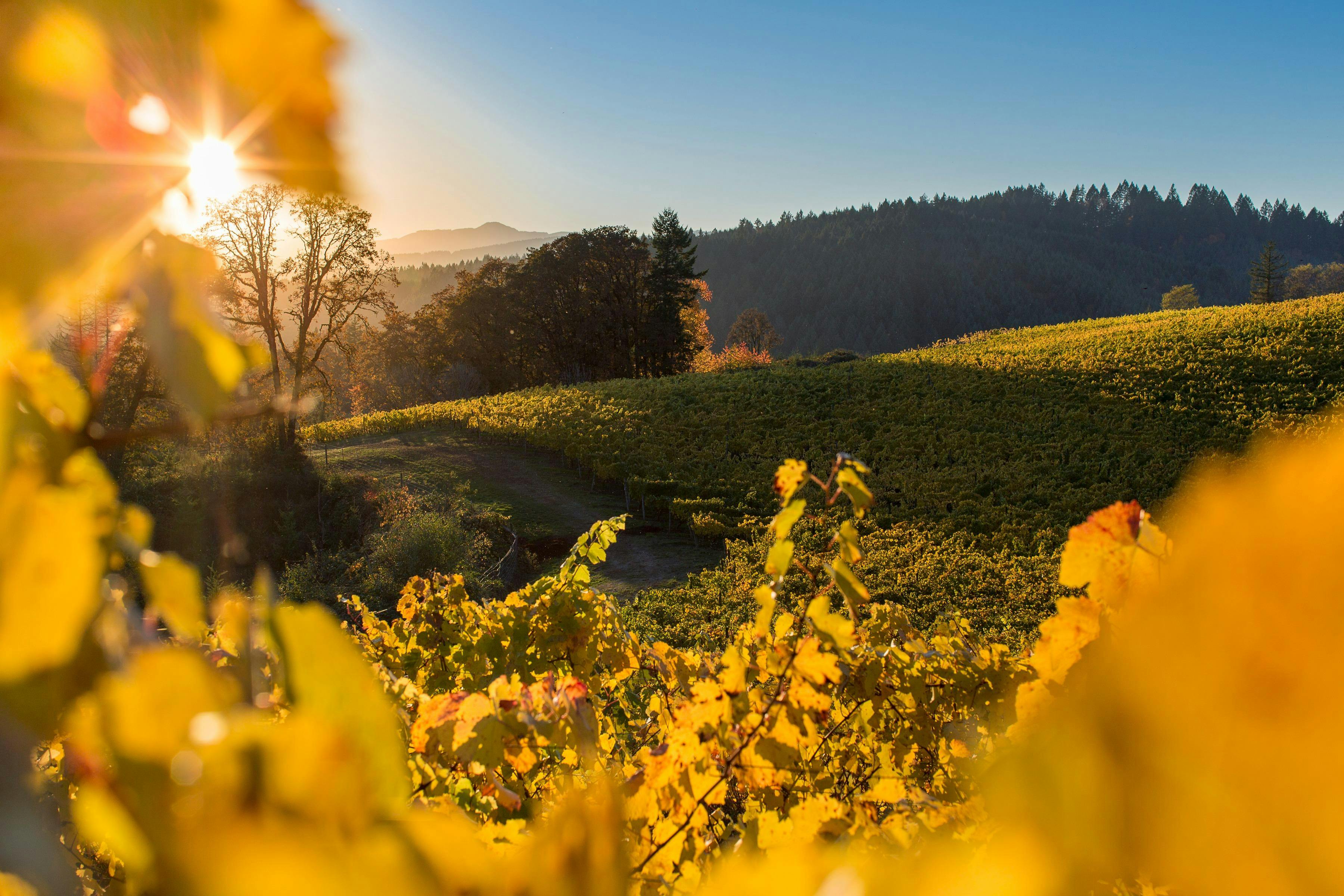 Elk Cove Vineyards