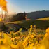 Elk Cove Vineyards