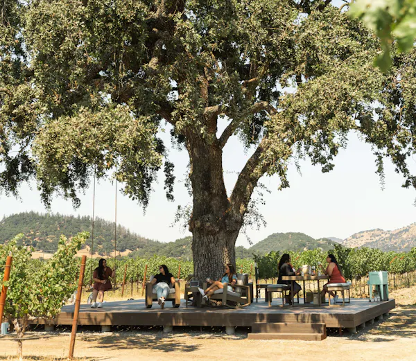 tree, trunk, shade, vacation