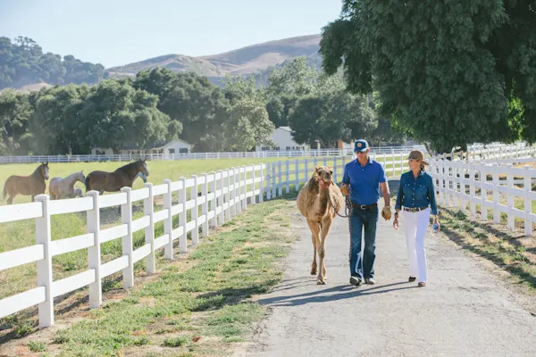 horse, working animal, fence, horse tack, horse supplies, recreation