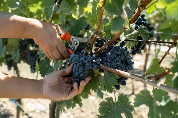 fruit, produce, grapes, agriculture, seedless fruit, grape