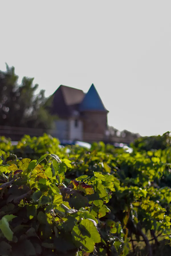 agriculture, plantation, vineyard
