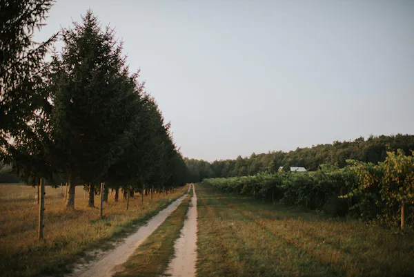 natural environment, leaf, nature, natural landscape, plain, plantation
